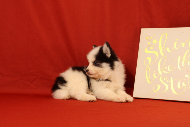 puppy, for, sale, Pomsky, Matthew B. Stoltzfus, dog, breeder, Gap, PA, dog-breeder, puppy-for-sale, forsale, nearby, find, puppyfind, locator, puppylocator, aca